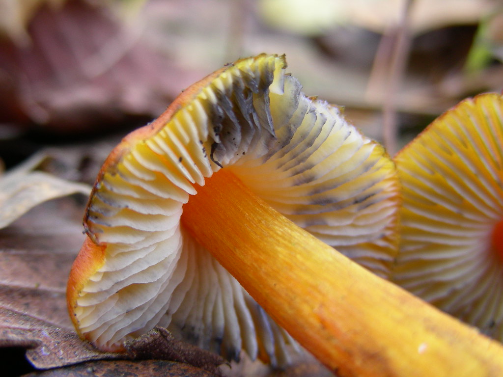 Hygrocybe conica ...